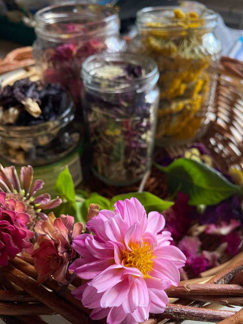 plant pigments for natural dying