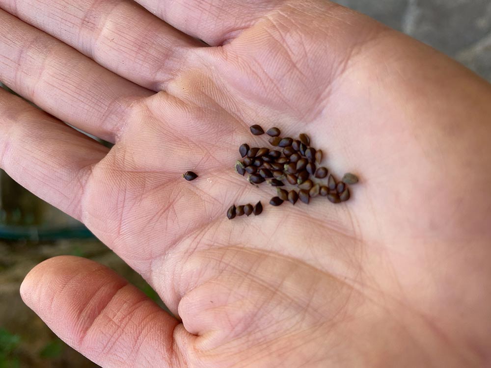 Indigo plant seeds being planted in the studio