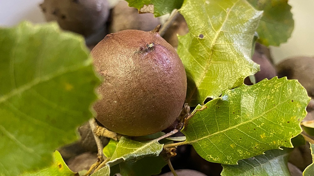 oak apples